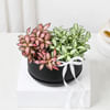 Gift Elegant White And Pink Fittonia Duo Planter