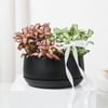 Buy Elegant White And Pink Fittonia Duo Planter