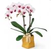 Elegant White Phalaenopsis Orchids Online