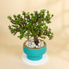 Gift Emerald Jade Ball Bonsai With Teal Coloured Planter