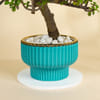 Buy Emerald Jade Ball Bonsai With Teal Coloured Planter