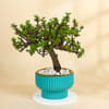 Emerald Jade Ball Bonsai With Teal Coloured Planter Online