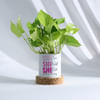 Empowering Women's Day Planter And Money Plant Online
