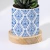 Gift Enchanting Grace - Haworthia Succulent With Pot