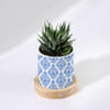 Buy Enchanting Grace - Haworthia Succulent With Pot