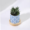 Shop Enchanting Grace - Haworthia Succulent With Pot