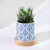 Enchanting Grace - Haworthia Succulent With Pot Online