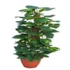 EPIPREMNUM PLANT Online