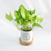 Gift Eternity Bloom - Money Plant With Pot - Personalized