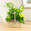 European Dish Garden Online