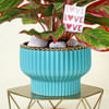 Buy Ever Blooming Aglaonema Plant with Planter