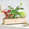 Gift Evergreen Bliss