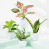 Evergreen Harmony Plant Bundle Online