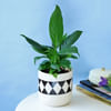 Gift Evergreen Peace Lily Plant in a Classy Planter