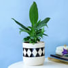 Evergreen Peace Lily Plant in a Classy Planter Online