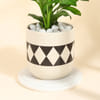 Shop Evergreen Peace Lily Plant In A Designer Diamond Planter for Mom