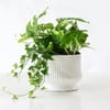 Gift Evergreen Prosperity Plant