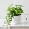 Buy Evergreen Prosperity Plant
