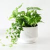 Evergreen Prosperity Plant Online