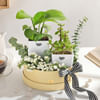 Gift Everlasting Green Plant Combo