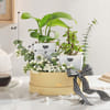 Shop Everlasting Green Plant Combo