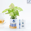 Evil Eye Bhai Bhabi Rakhi And Syngonium Plant Combo Online
