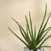 Shop Father's Day Best Dad Ever Aloe Vera Plant