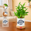 Shop Father's Day Dad Of The Century Bamboo Plant With Pot