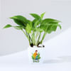 Gift Father's Day Money Plant In Blossom Planter