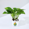 Buy Father's Day Money Plant In Blossom Planter