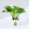 Father's Day Money Plant In Blossom Planter Online