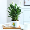 Buy Father's Day Peacelily Plant In Self Watering Planter