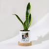 Father's Day Personalized Snake Plant With Pot Online