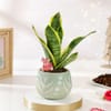 Gift Festive Snake Superba Plant With Terracotta Pot