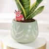 Buy Festive Snake Superba Plant With Terracotta Pot