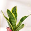 Shop Festive Snake Superba Plant With Terracotta Pot