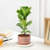 Fiddle Leaf Fig In Desert Lines Pot Online