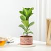 Gift Fiddle Leaf Fig In Desert Lines Pot