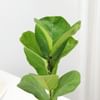 Shop Fiddle Leaf Fig In Desert Lines Pot