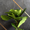 Gift Fiddle Leaf Fig Plant Customized with logo