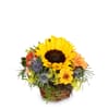 Fleurop Flower arrangement 'Sunny Kiss'