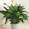 Floor Plant Online