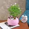 Buy Floral Beauty Murraya Plant