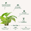 Buy Floral Charm Money Plant