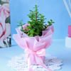 Shop Floral Delight Hamper for Mother