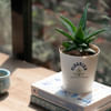 Flourish Aloe Vera Mini Plant Customized with logo Online