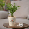 Gift Flourish Bamboo Palm Plant Customized with logo