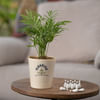 Flourish Bamboo Palm Plant Customized with logo