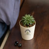 Flourish Haworthia Turgida Customized with logo