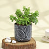 Flourishing Jade Plant in a Leaf Design Ceramic Planter Online